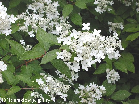 Hydrangea paniculata'Mustila'